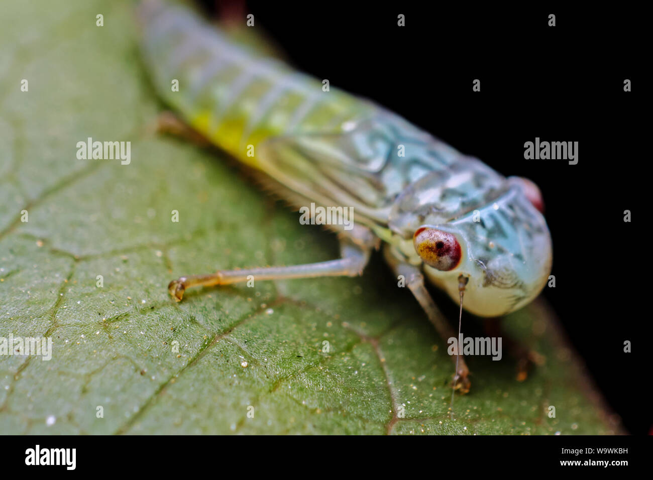 Weird looking insect, plant hopper found in a tropical garden Stock Photo