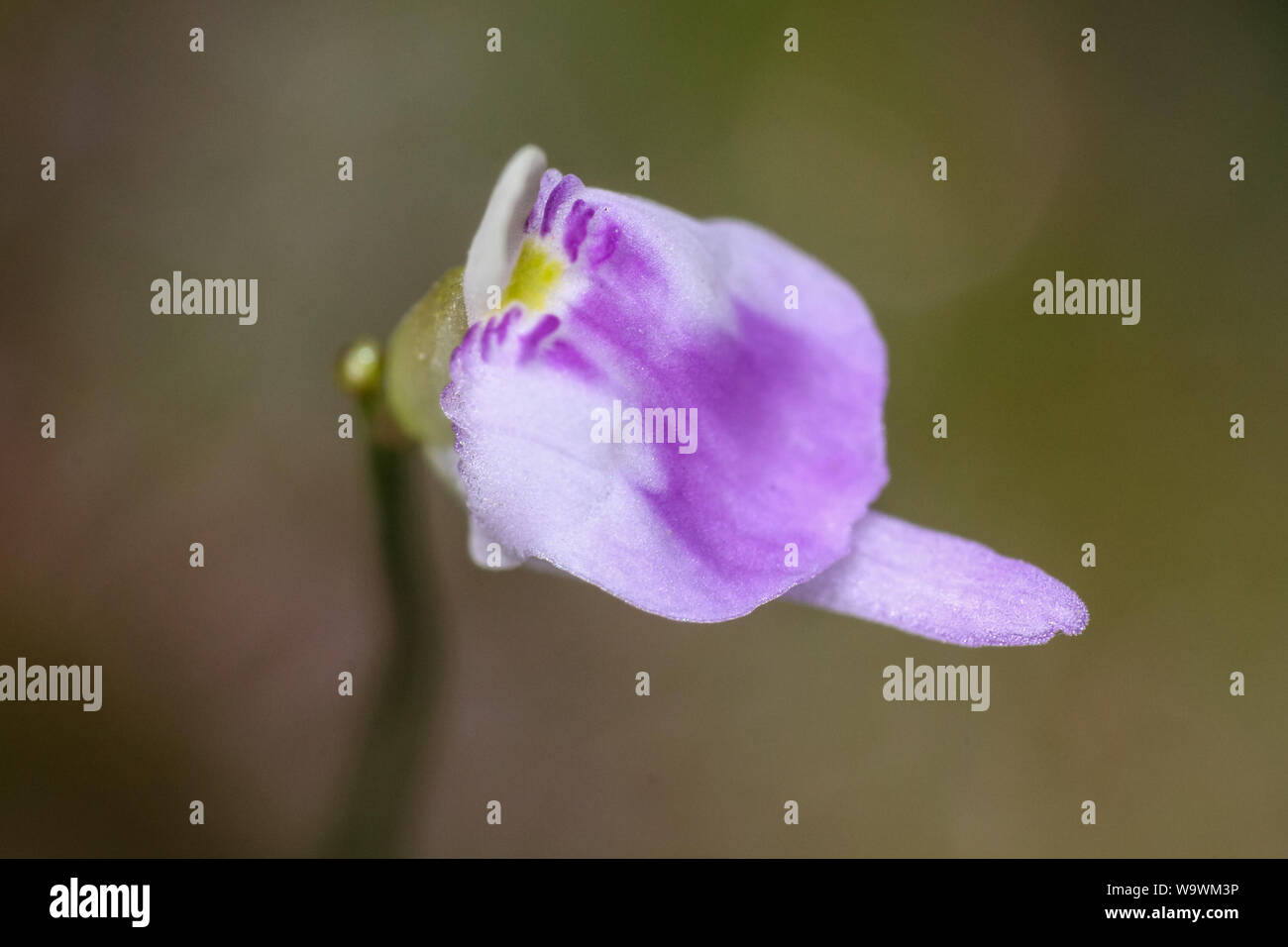 Pink flower of a Utricularia (carnivorous plant) Stock Photo