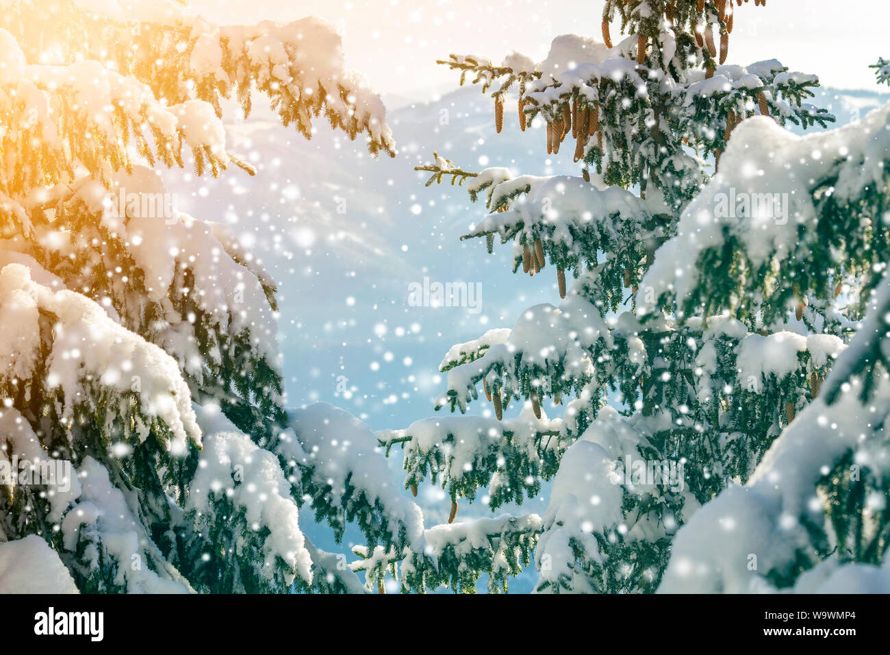 Spruce tree branch with green needles and cones covered with deep snow ...