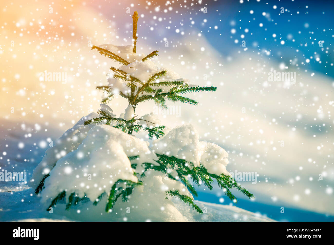 Young tender spruce tree with green needles covered with deep snow and ...