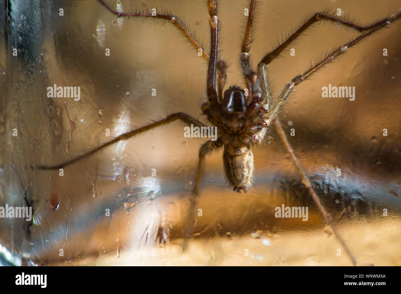 Glasgow, UK. 15 August 2019.  Its that time of year again, after a particularly hot and wet summer, providing ideal conditions for these massive spiders to grow even bigger than normal, the UK is set for a mass invasion of Giant House Spiders. Watch where you step!  Colin Fisher/CDFIMAGES.COM Credit: Colin Fisher/Alamy Live News Stock Photo