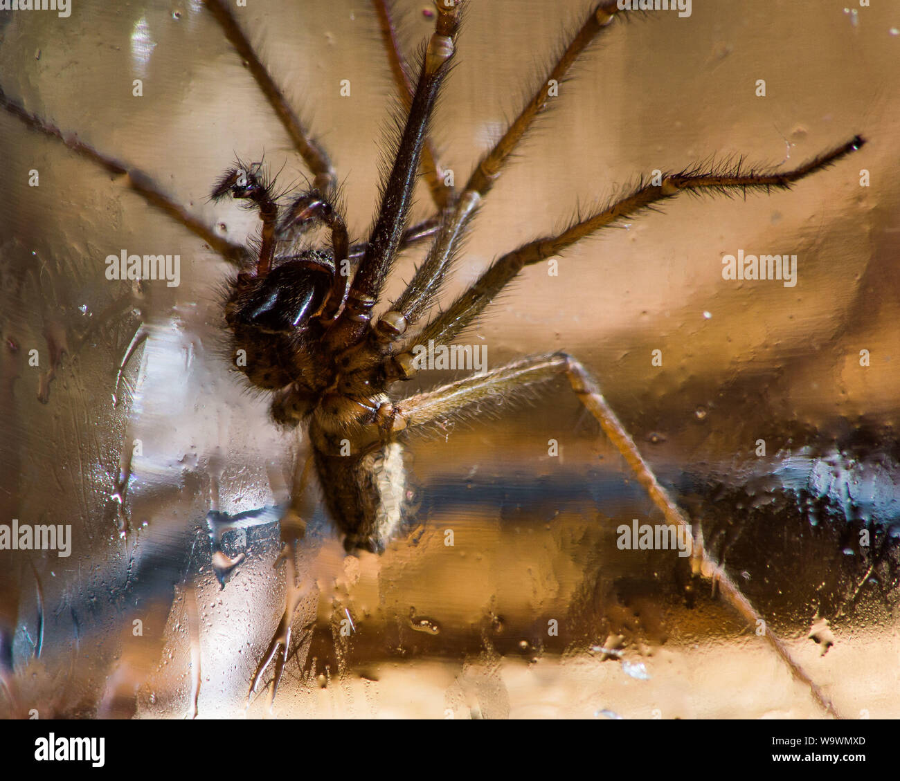 Glasgow, UK. 15 August 2019.  Its that time of year again, after a particularly hot and wet summer, providing ideal conditions for these massive spiders to grow even bigger than normal, the UK is set for a mass invasion of Giant House Spiders. Watch where you step!  Colin Fisher/CDFIMAGES.COM Credit: Colin Fisher/Alamy Live News Stock Photo