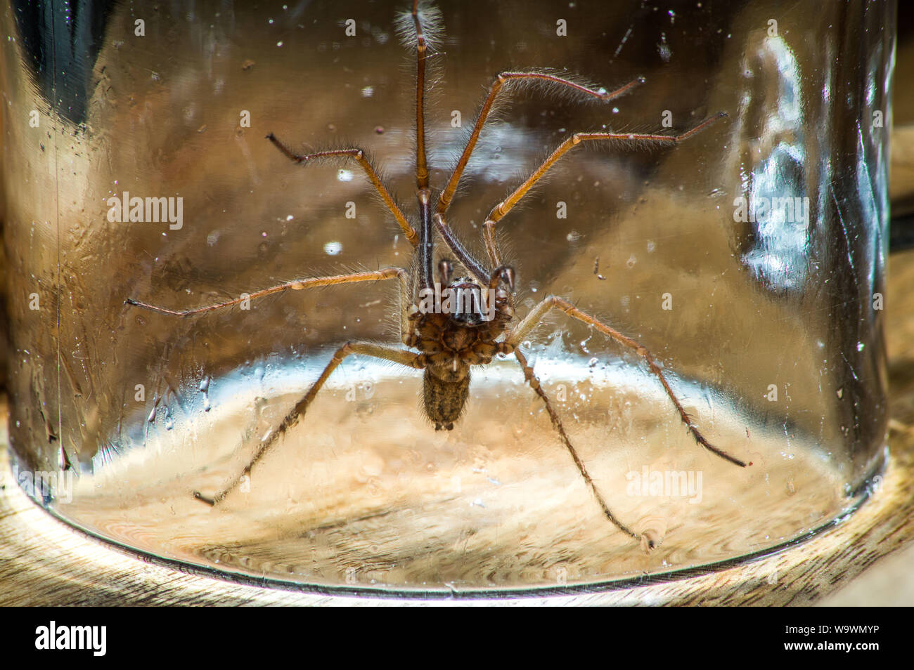 Glasgow, UK. 15 August 2019.  Its that time of year again, after a particularly hot and wet summer, providing ideal conditions for these massive spiders to grow even bigger than normal, the UK is set for a mass invasion of Giant House Spiders. Watch where you step!  Colin Fisher/CDFIMAGES.COM Credit: Colin Fisher/Alamy Live News Stock Photo