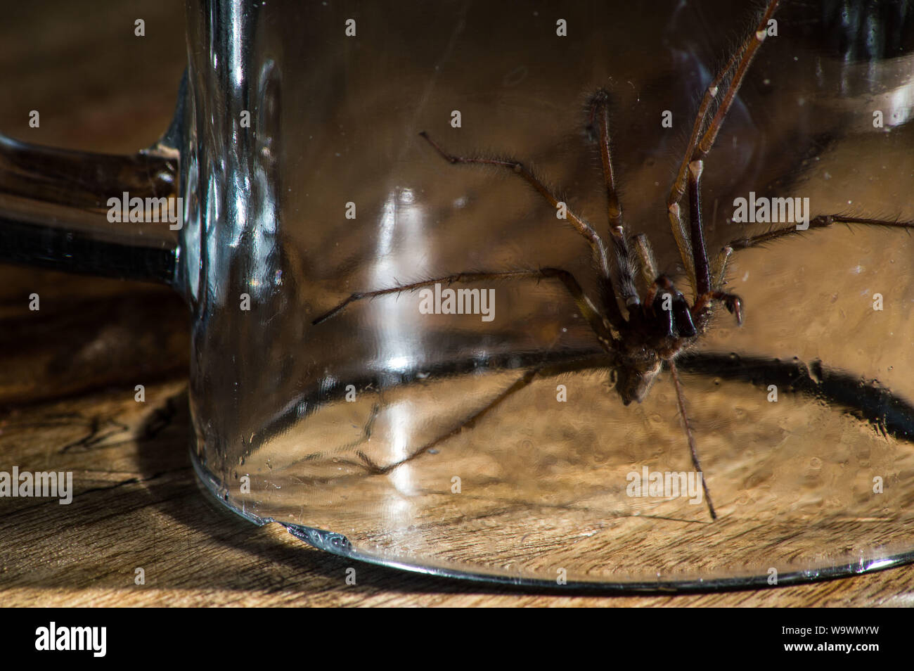 Glasgow, UK. 15 August 2019.  Its that time of year again, after a particularly hot and wet summer, providing ideal conditions for these massive spiders to grow even bigger than normal, the UK is set for a mass invasion of Giant House Spiders. Watch where you step!  Colin Fisher/CDFIMAGES.COM Credit: Colin Fisher/Alamy Live News Stock Photo