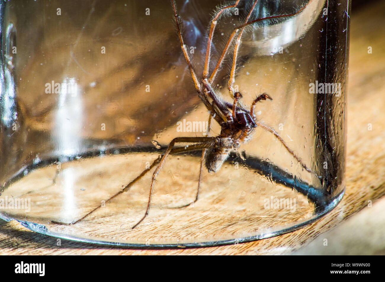 Glasgow, UK. 15 August 2019.  Its that time of year again, after a particularly hot and wet summer, providing ideal conditions for these massive spiders to grow even bigger than normal, the UK is set for a mass invasion of Giant House Spiders. Watch where you step!  Colin Fisher/CDFIMAGES.COM Credit: Colin Fisher/Alamy Live News Stock Photo