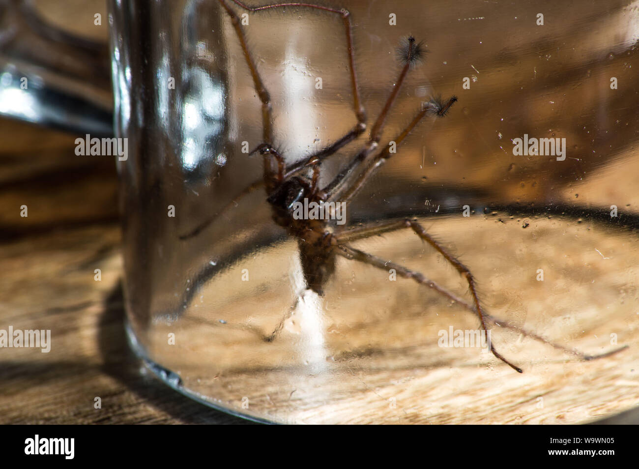 Glasgow, UK. 15 August 2019.  Its that time of year again, after a particularly hot and wet summer, providing ideal conditions for these massive spiders to grow even bigger than normal, the UK is set for a mass invasion of Giant House Spiders. Watch where you step!  Colin Fisher/CDFIMAGES.COM Credit: Colin Fisher/Alamy Live News Stock Photo