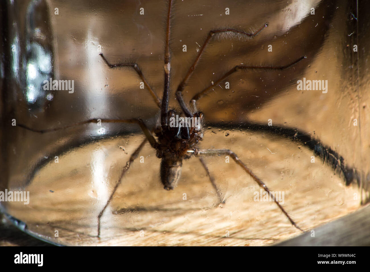 Glasgow, UK. 15 August 2019.  Its that time of year again, after a particularly hot and wet summer, providing ideal conditions for these massive spiders to grow even bigger than normal, the UK is set for a mass invasion of Giant House Spiders. Watch where you step!  Colin Fisher/CDFIMAGES.COM Credit: Colin Fisher/Alamy Live News Stock Photo