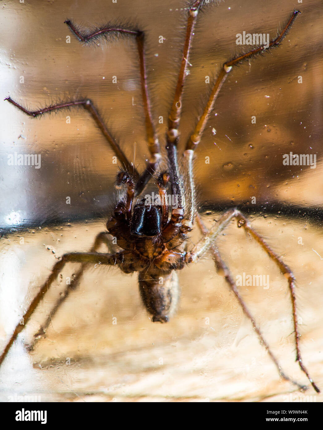 Glasgow, UK. 15 August 2019.  Its that time of year again, after a particularly hot and wet summer, providing ideal conditions for these massive spiders to grow even bigger than normal, the UK is set for a mass invasion of Giant House Spiders. Watch where you step!  Colin Fisher/CDFIMAGES.COM Credit: Colin Fisher/Alamy Live News Stock Photo