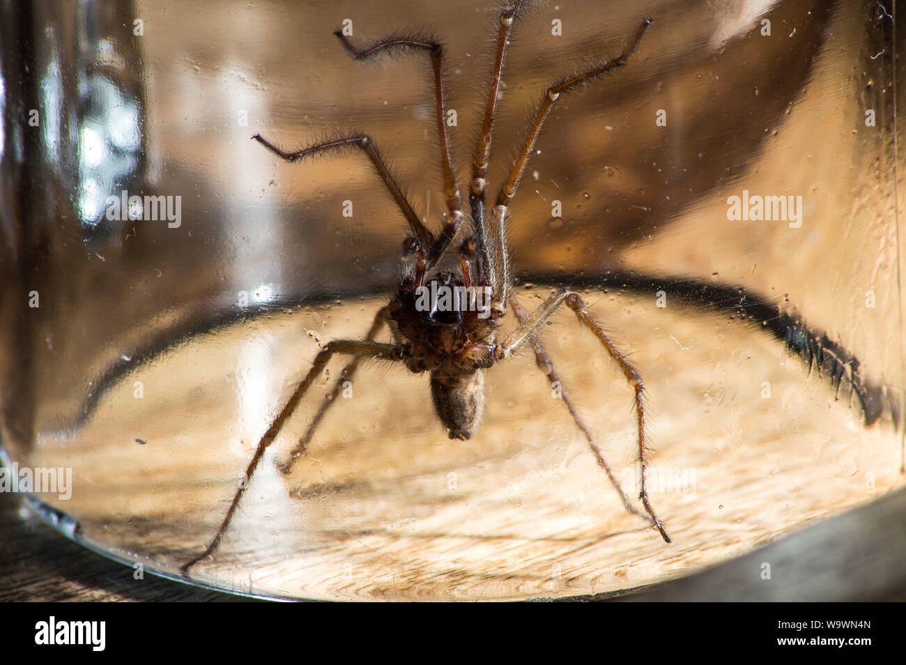 Glasgow, UK. 15 August 2019.  Its that time of year again, after a particularly hot and wet summer, providing ideal conditions for these massive spiders to grow even bigger than normal, the UK is set for a mass invasion of Giant House Spiders. Watch where you step!  Colin Fisher/CDFIMAGES.COM Credit: Colin Fisher/Alamy Live News Stock Photo