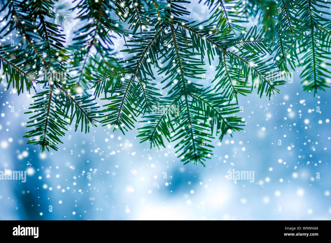 Pine tree branches with green needles covered deep fresh clean snow on blue outdoors copy space background. Merry Christmas and Happy New Stock Photo - Alamy