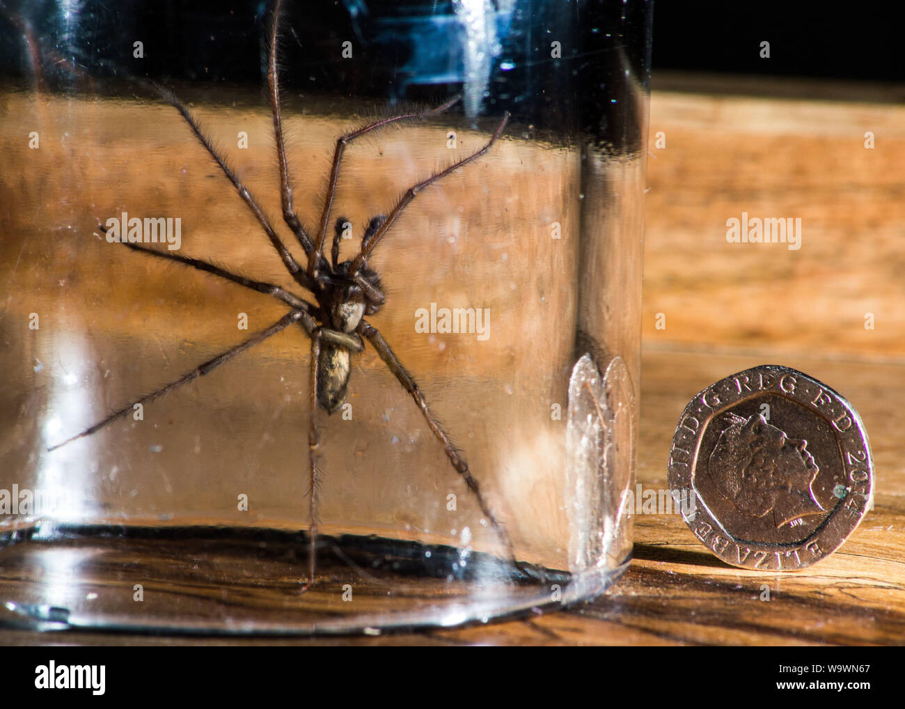 Glasgow, UK. 15 August 2019.  Its that time of year again, after a particularly hot and wet summer, providing ideal conditions for these massive spiders to grow even bigger than normal, the UK is set for a mass invasion of Giant House Spiders. Watch where you step!  Colin Fisher/CDFIMAGES.COM Credit: Colin Fisher/Alamy Live News Stock Photo