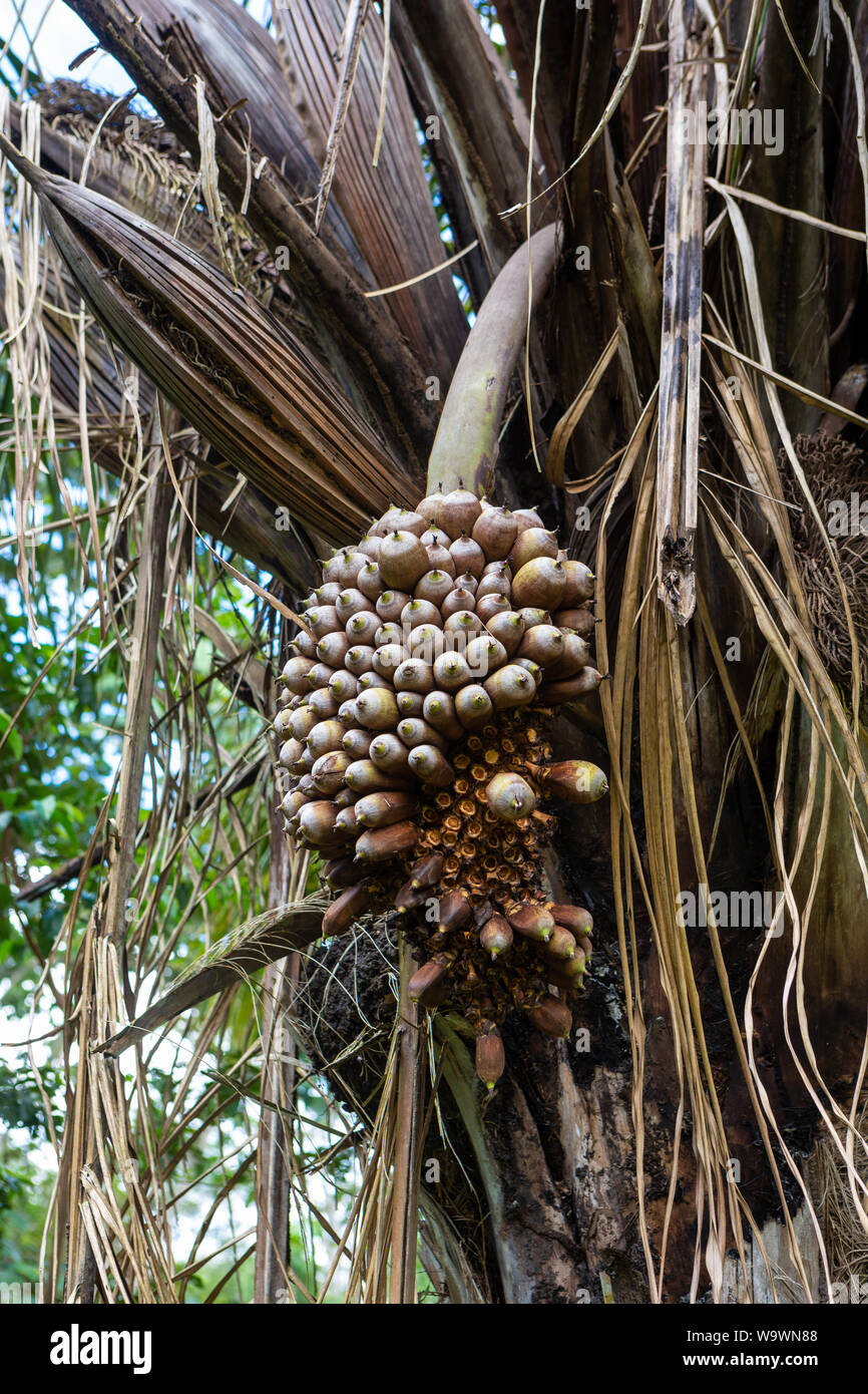Amazon Rainforest Fruit Trees