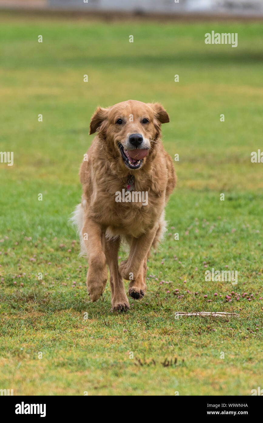 Golden Retriever dog jogging with ball in mouth with smile on face. Stock Photo