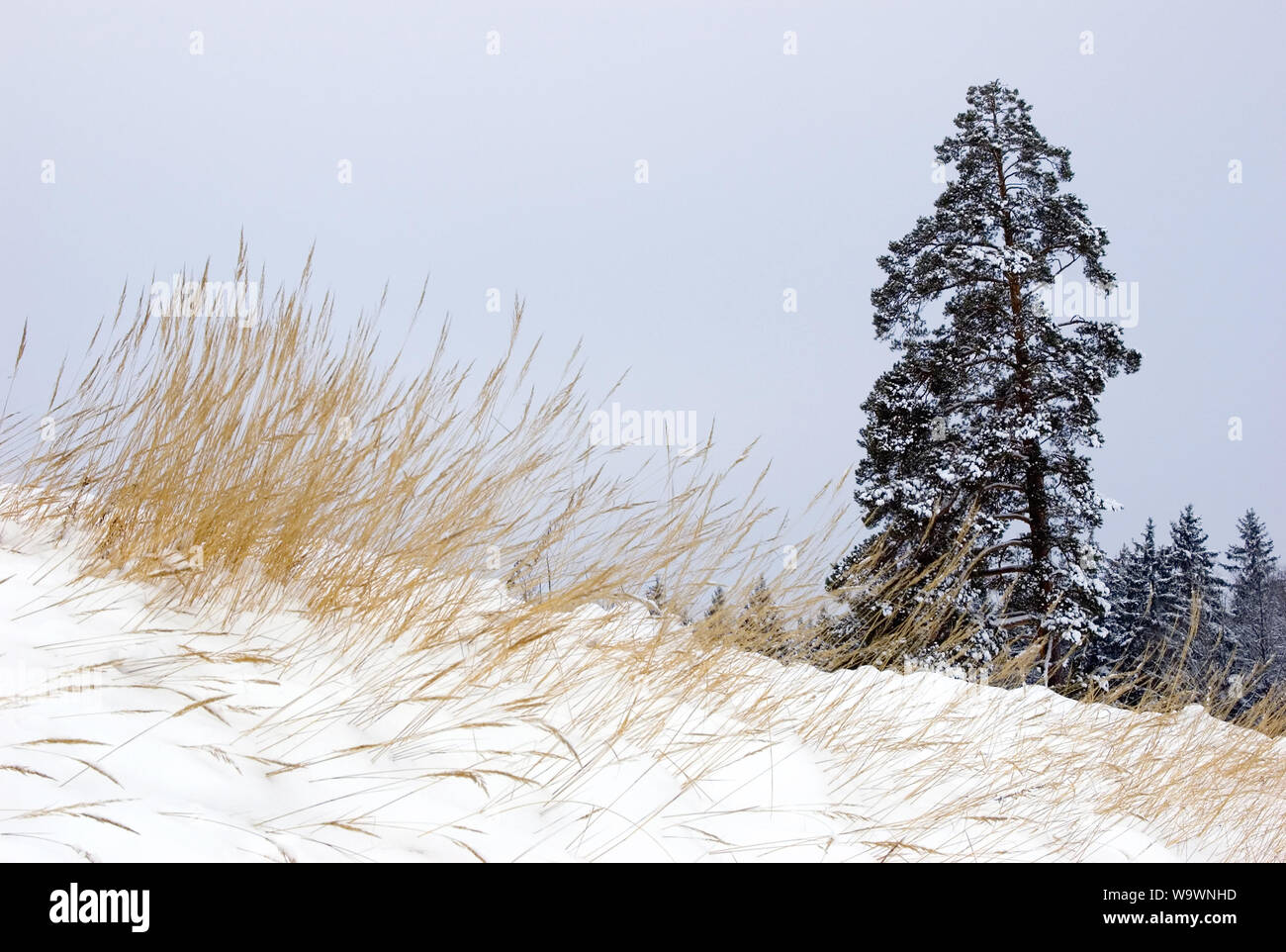 Pine tree on snow covered ground in winter Stock Photo