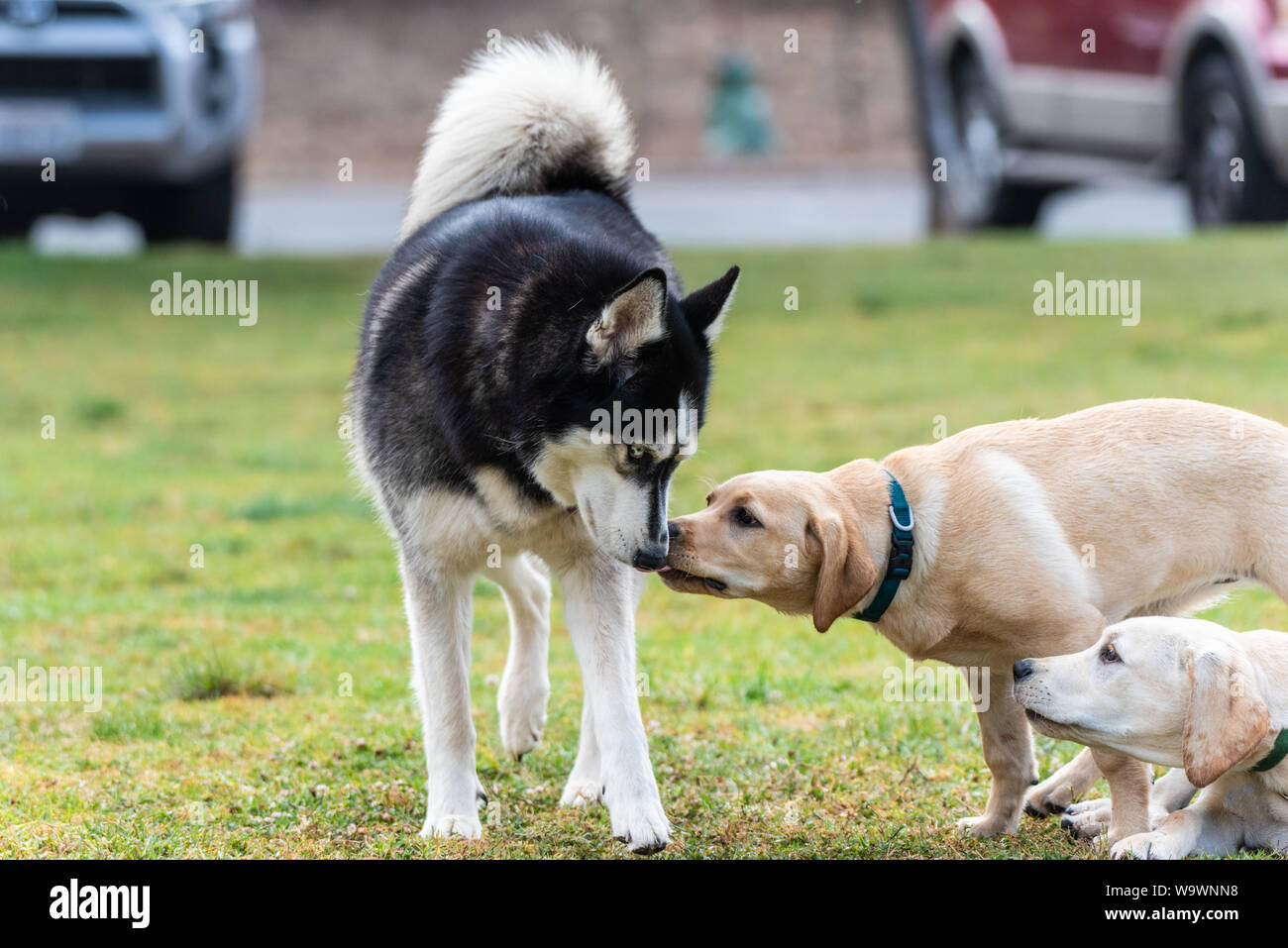 Siberian Husky being licked by yellow Labrador puppy during a first encounter meeting at dog park. Stock Photo