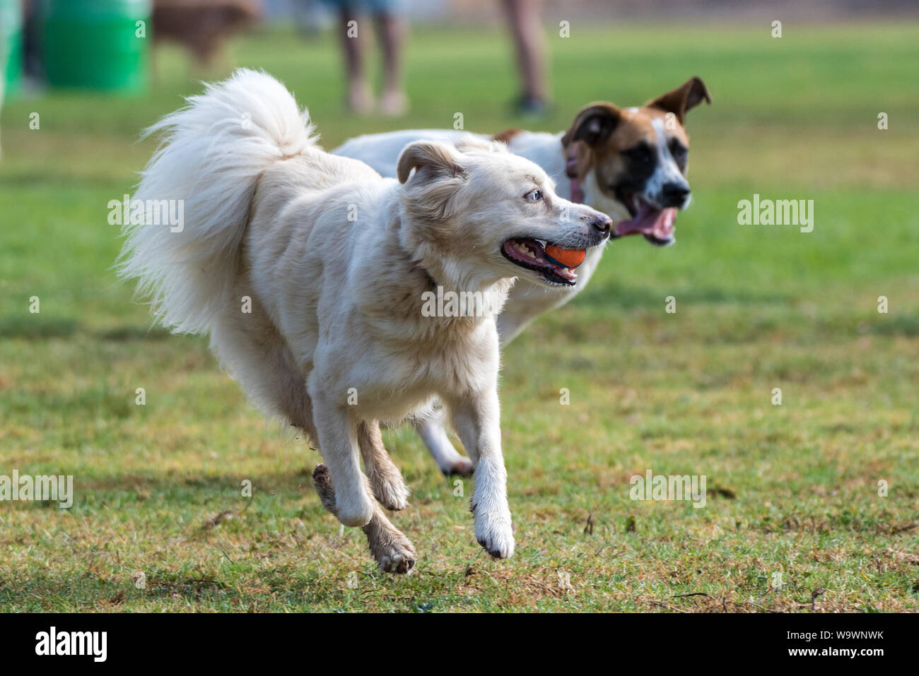 Energetic Australian Shepard dog running with ball in mouth with smile on face. Stock Photo