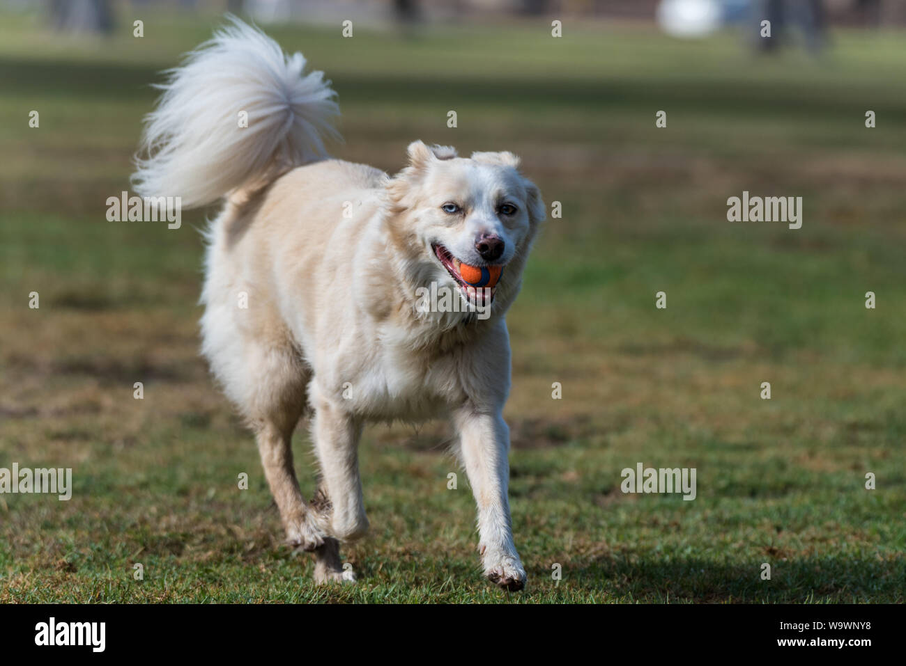 Tired Australian Shepard dog jogging with ball in mouth with smile on face. Stock Photo