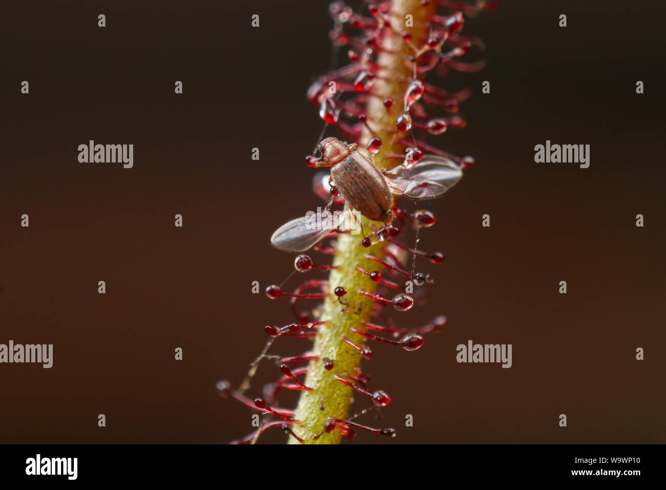Fruit fly (drosophila) considered a house pest trapped on a sundew carnivorous  plant, close-up Stock Photo - Alamy