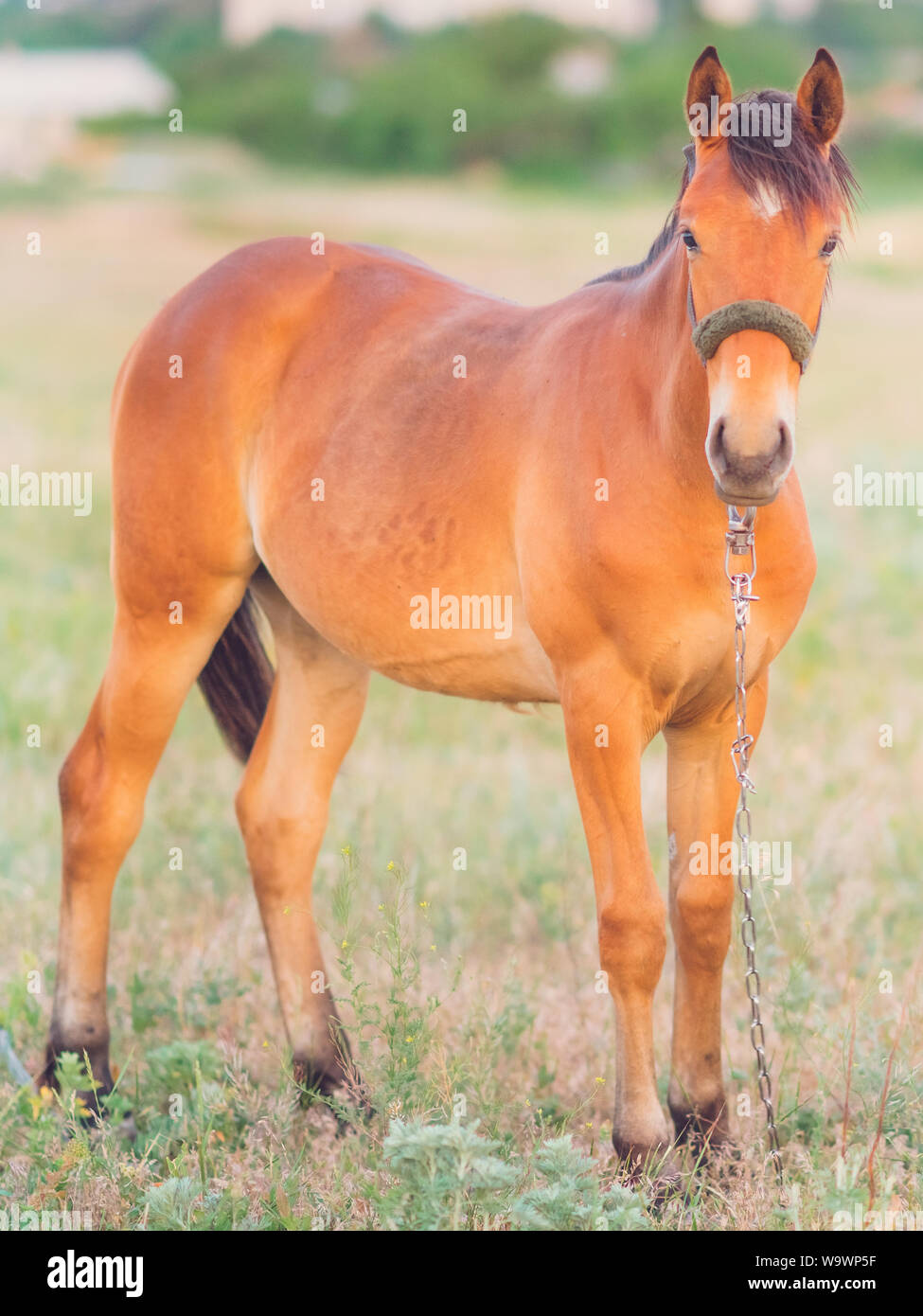 Ginger horse hires stock photography and images Alamy