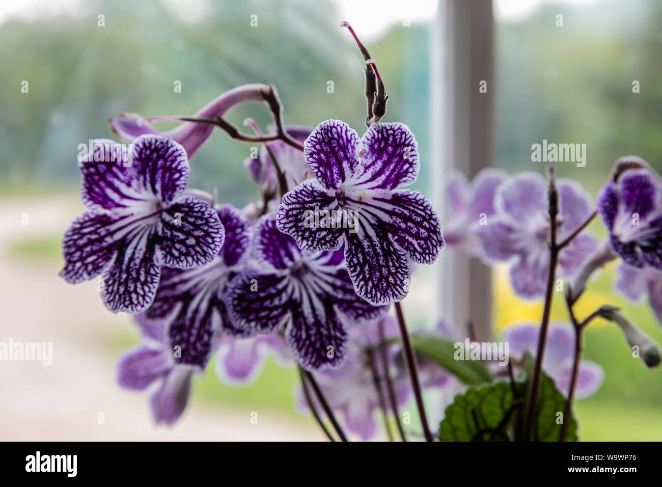 A purple five pedalled flower Stock Photo