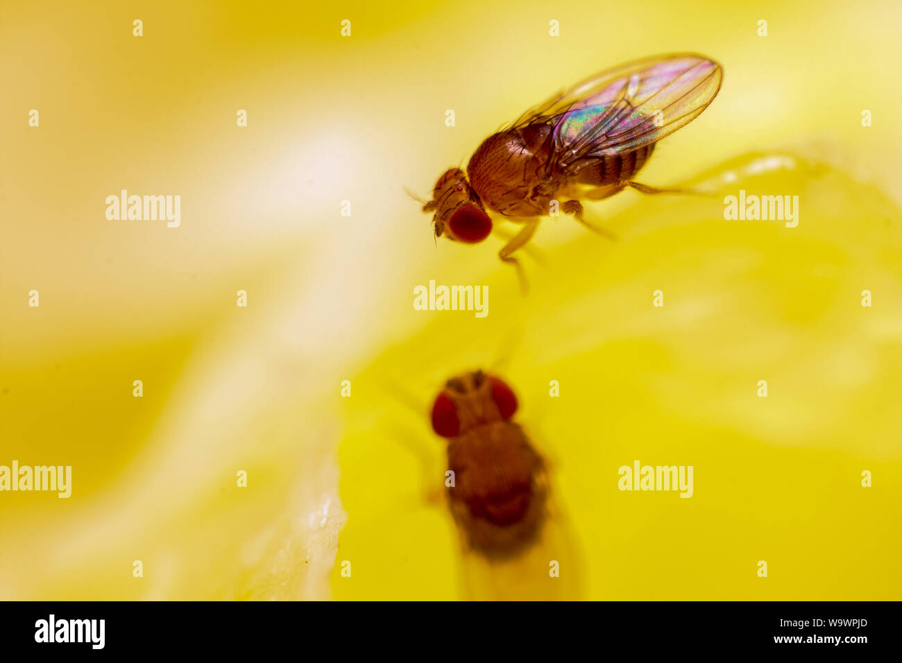 Fruit flies hires stock photography and images Alamy