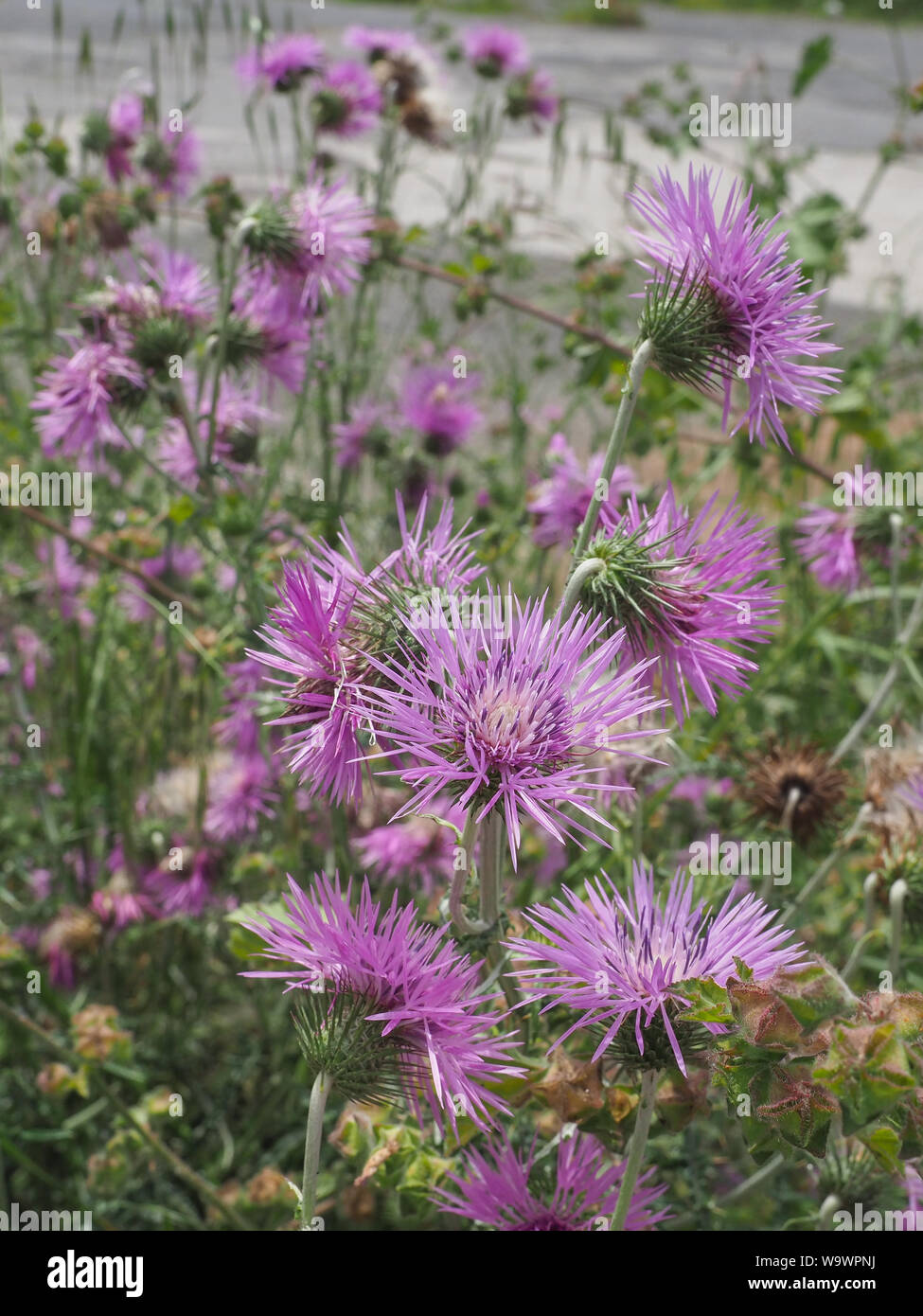 Field of pink wild thistle flowers. Galactites tomentosa or purple milk thistle is herbaceous edible plant of the Asteraceae family. Herb with spines. Stock Photo