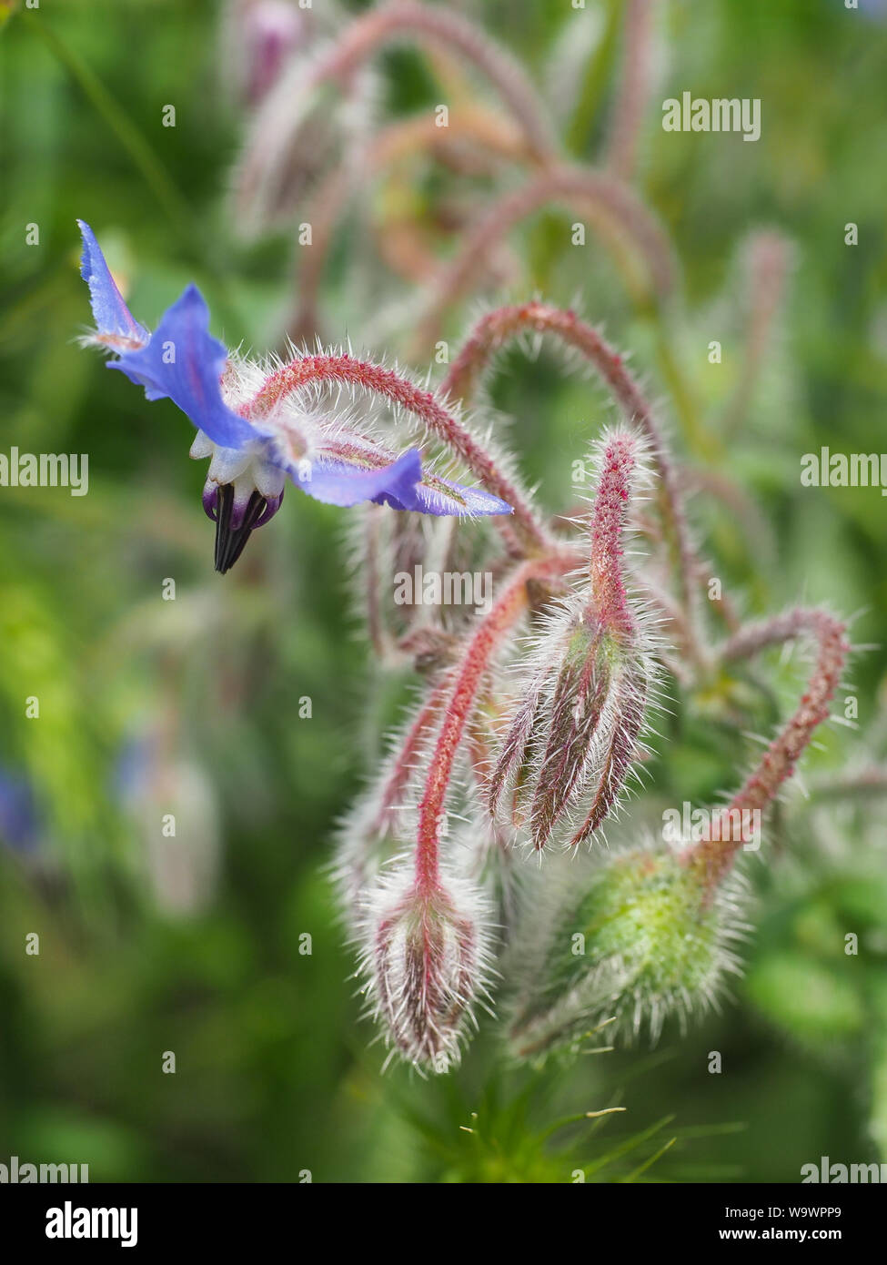 Charming blue Borage blossom with buds close up. Wild Borago officinalis or starflower is an annual herb in the flowering plant Boraginaceae family. Stock Photo