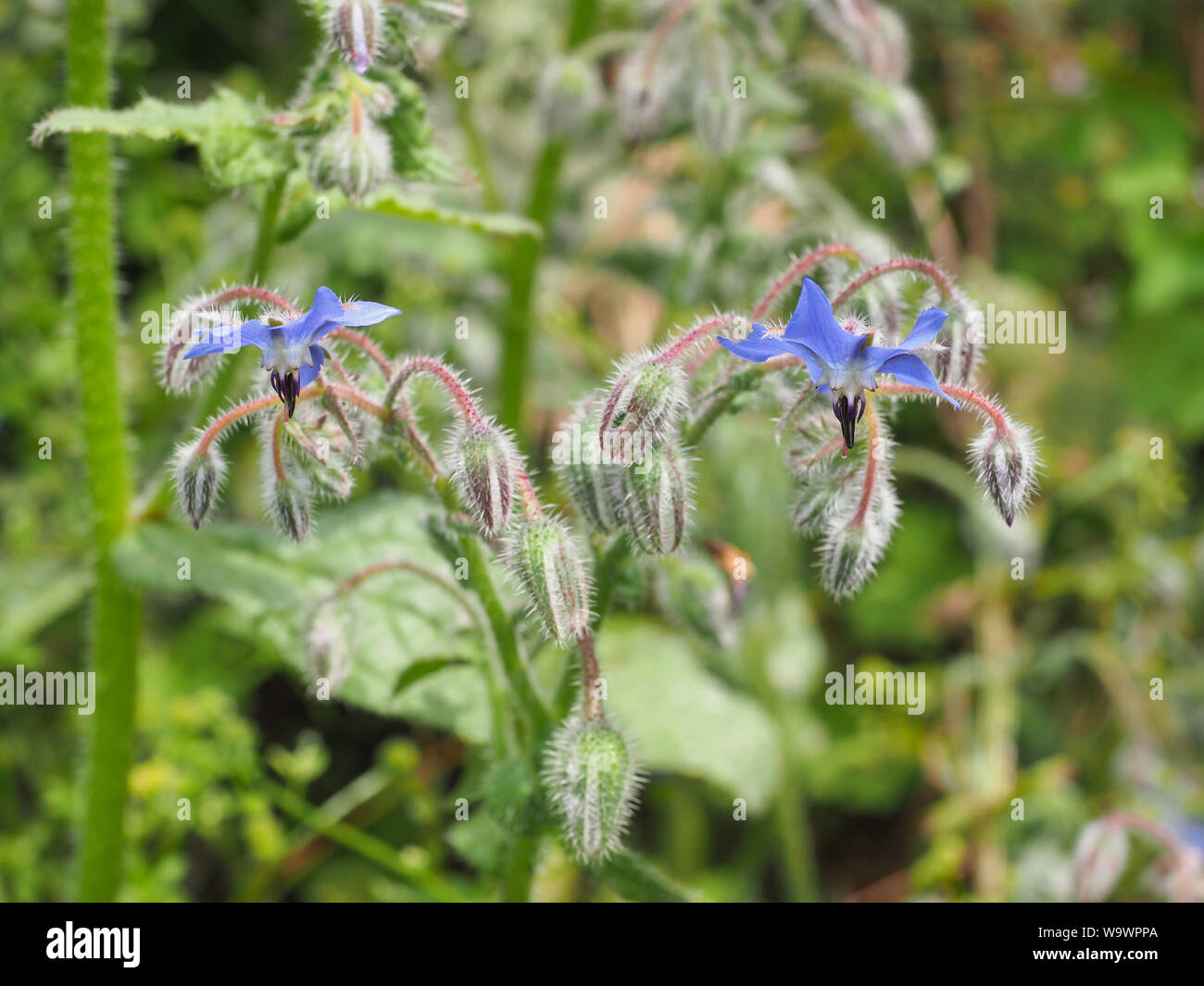Blue Borage or Borago officinalis is herb in the flowering plant family Boraginaceae. Starflower borage was cultivated for culinary and medicinal uses Stock Photo