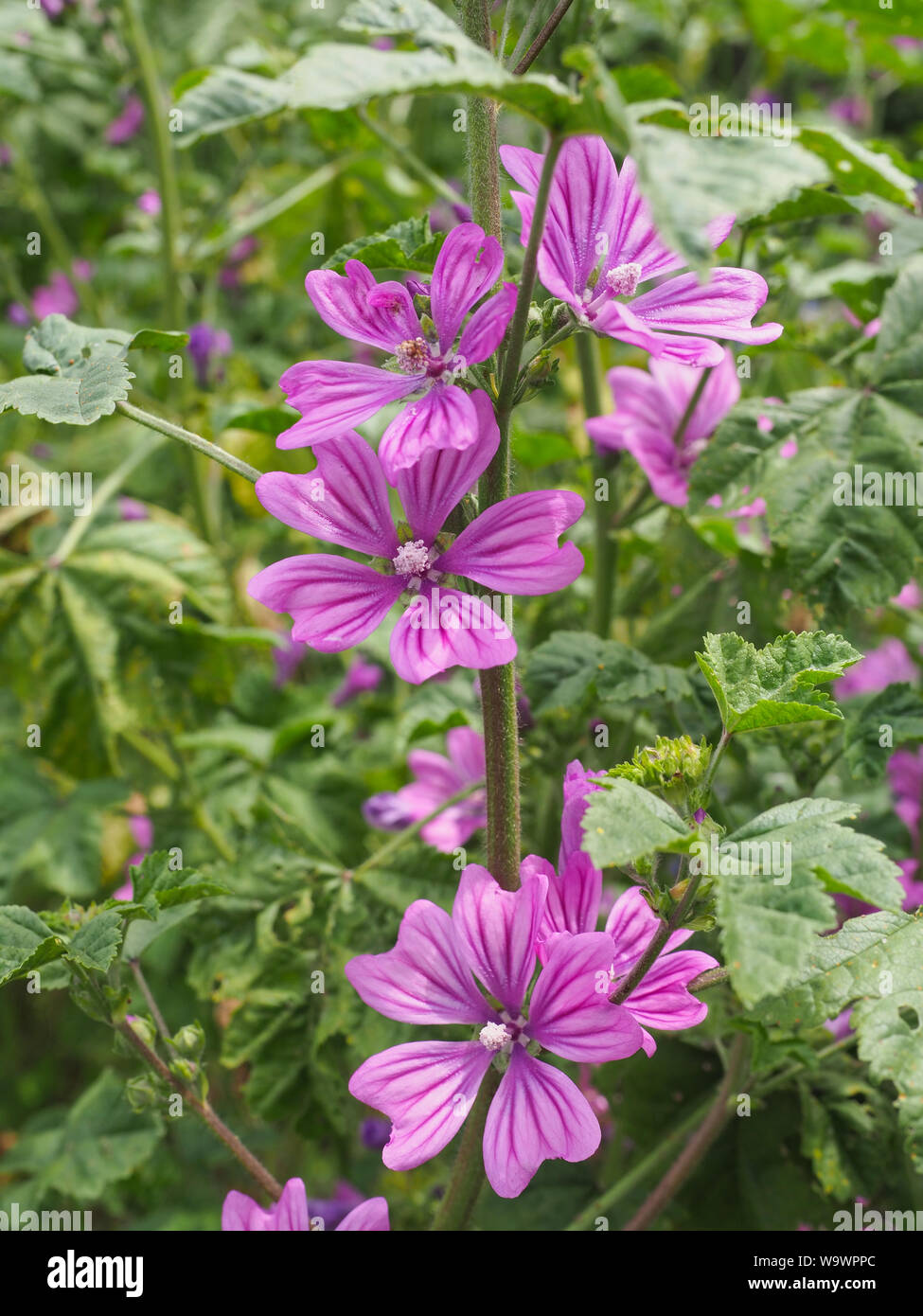 Malva Sylvestris Zebrina or Zebra Hollyhock is vigorous plant with showy flowers of bright mauve-purple with dark veins. M.Sylvestris family Malvaceae Stock Photo