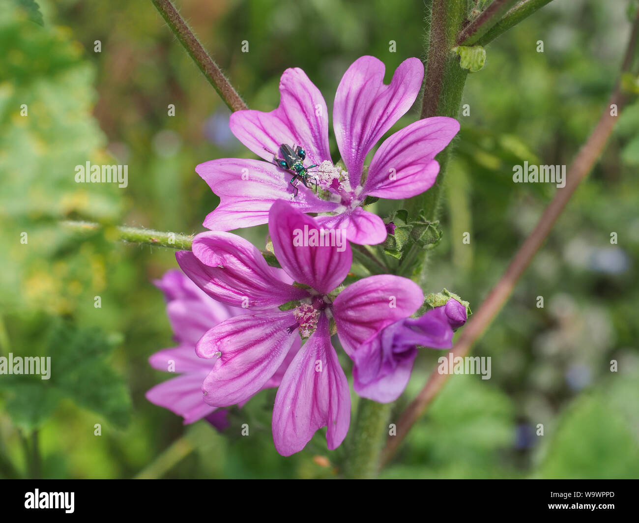 Pink flower close up. High, Tall Mallow Herbaceous biennial plant. Flowers large, showy, purple with dark venation. Malva Sylvestris, family Malvaceae Stock Photo