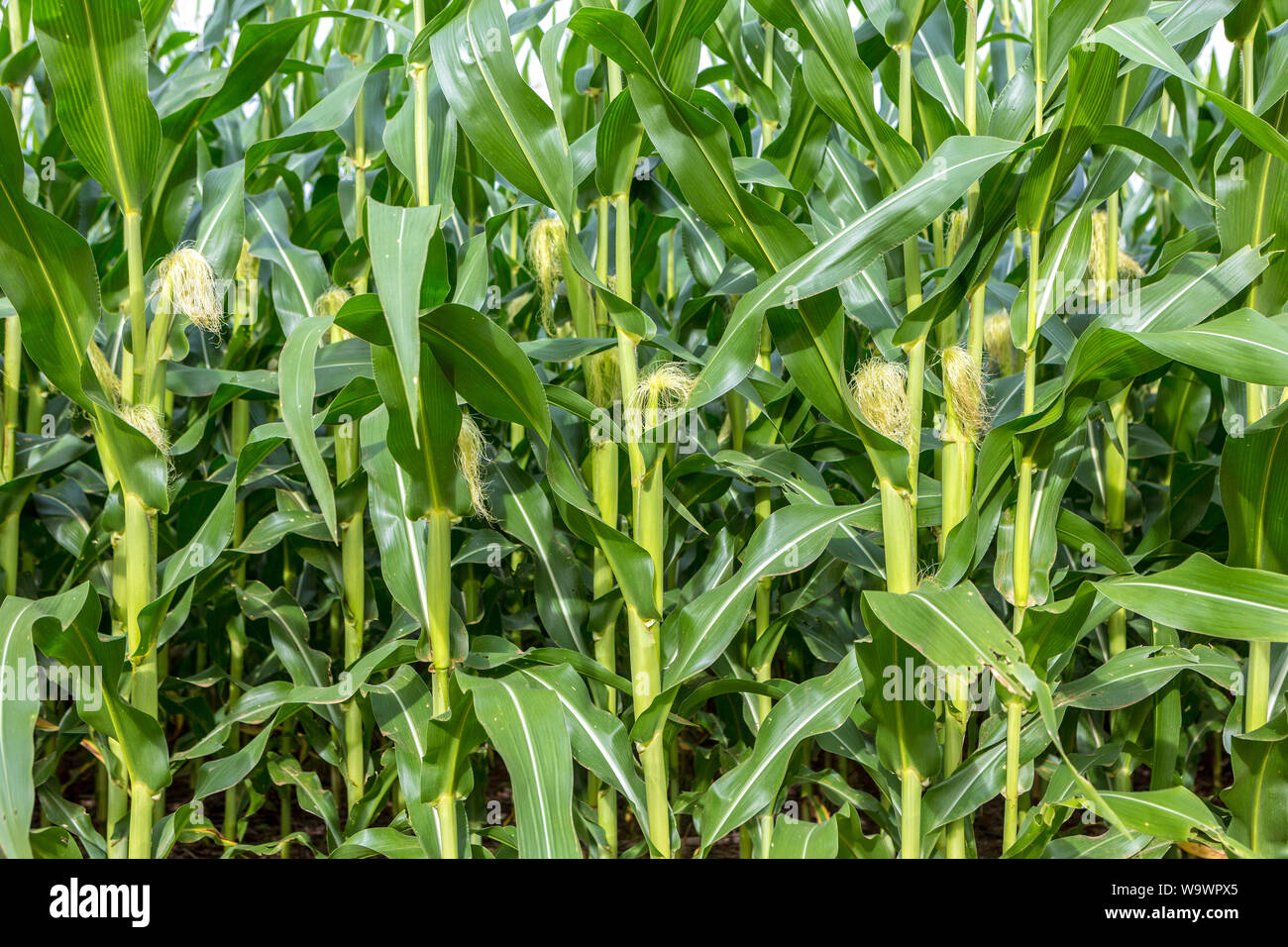 Cornfield close-up on sunny summer day. Agriculture, harvest and farm concept. Genetically modified and transgenic corn for export, produced in Brazil Stock Photo