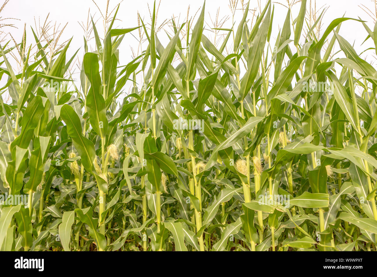 Cornfield close-up on sunny summer day. Agriculture, harvest and farm concept. Genetically modified and transgenic corn for export, produced in Brazil Stock Photo