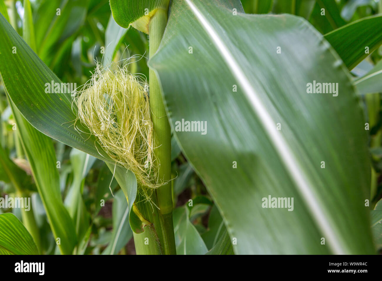 Cornfield closeup on sunny summer day. Agriculture, harvest and farm
