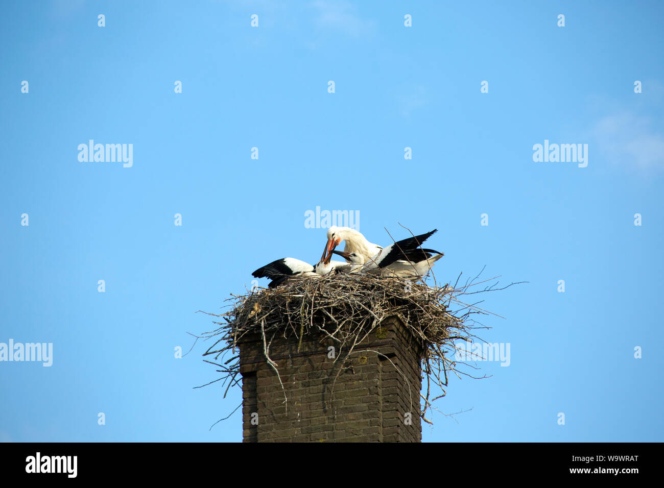 Weißstorch, Klapperstorch (Ciconia ciconia) - Jungvogel im Nest auf einem Kamin, Sluis, Zeeland, Niederlande Stock Photo