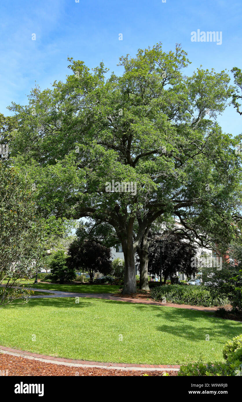 Large live oak tree in a park in Savannah, Stock Photo Alamy