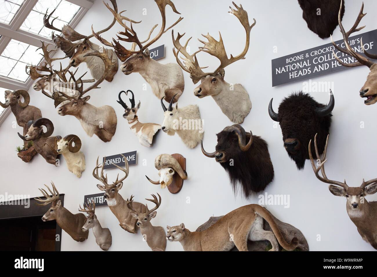 The National Collection of Heads and Horns at Johnny Morris' Wonders of Wildlife National Museum and Aquarium in Springfield, MO, USA. Stock Photo