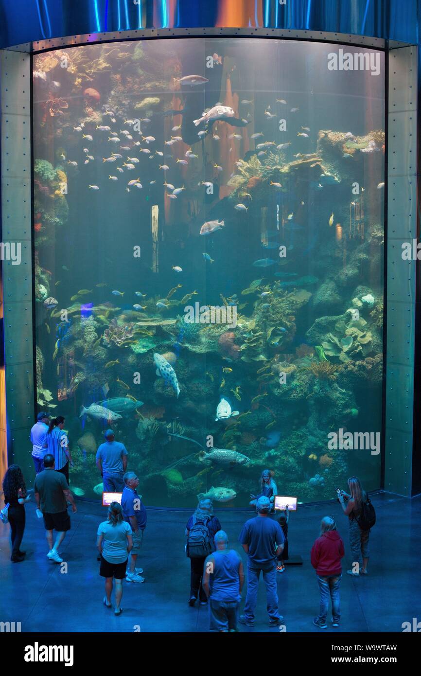 A large group of people looking at a large fish tank at Johnny Morris ... - A Large Group Of People Looking At A Large Fish Tank At Johnny Morris WonDers Of WilDlife National Museum AnD Aquarium In SpringfielD Mo Usa W9WTAW