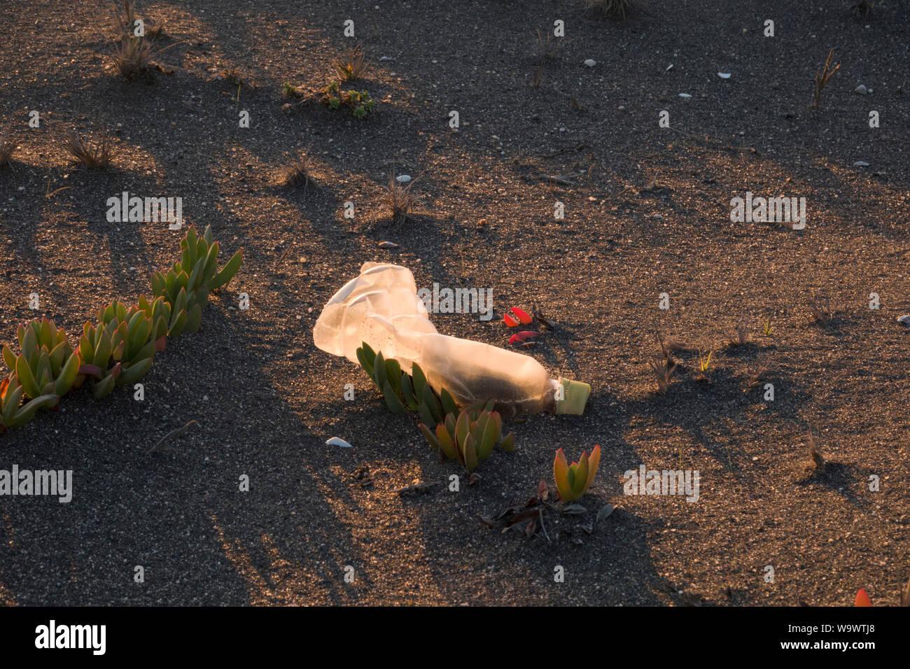 Empty single use plastic drink bottle on sandy beach in Buchupureo, Chile Stock Photo