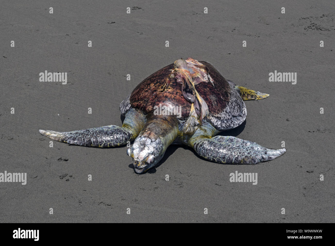Killed turtle in colombia hi-res stock photography and images - Alamy