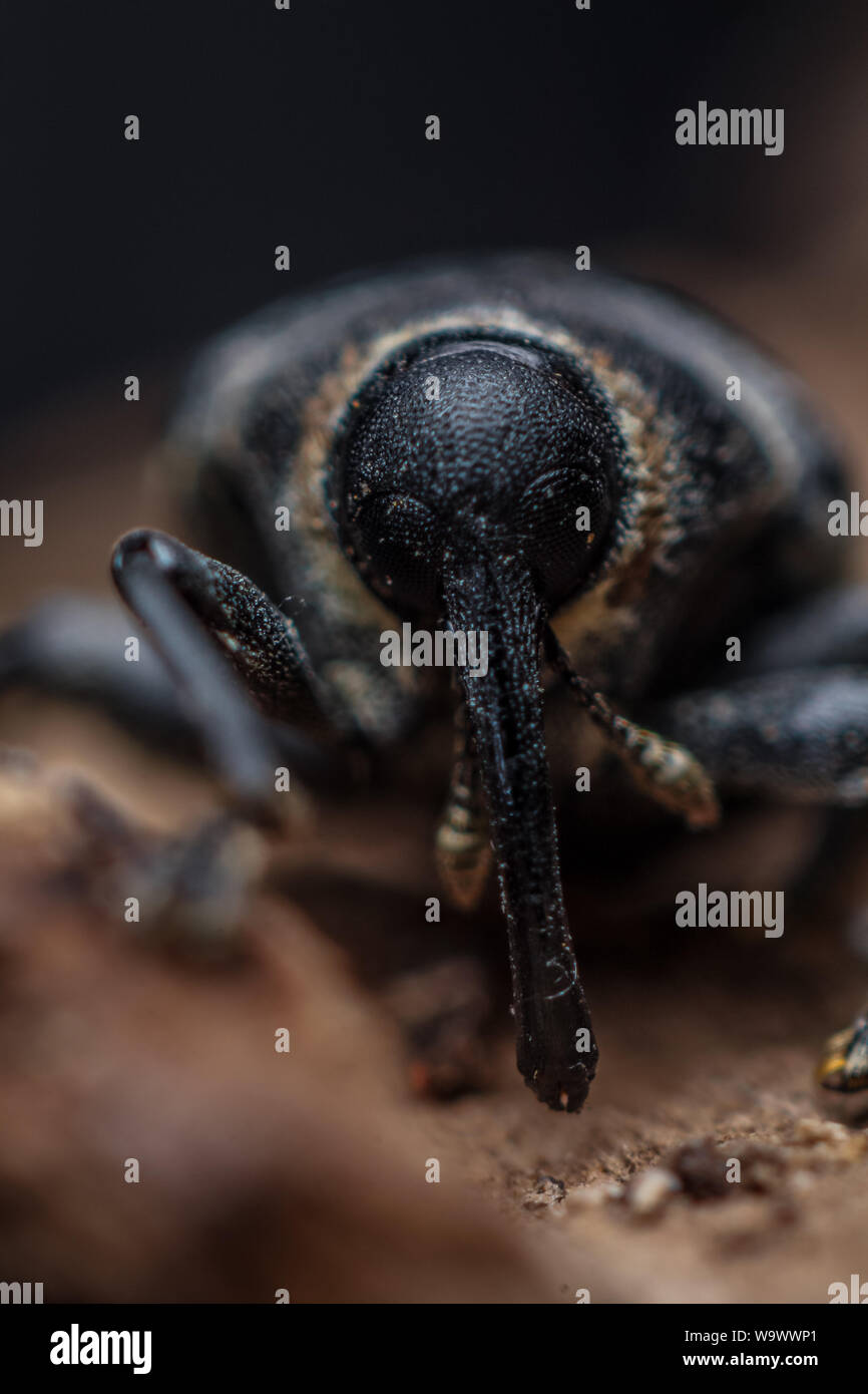 Close-up of a black weevil with long snout (Coleoptera, Curculionidae) Stock Photo