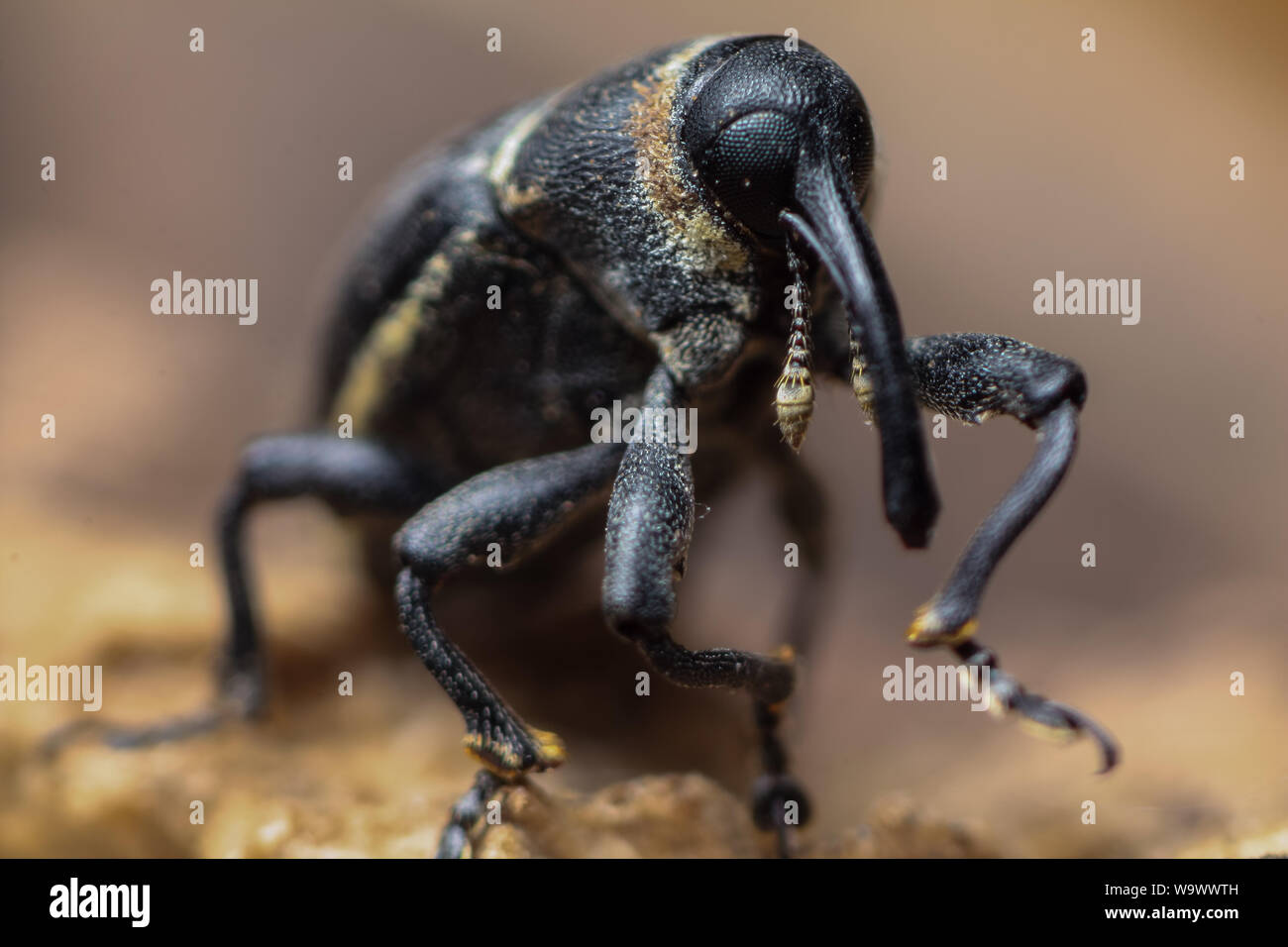 Close-up of a black weevil with long snout (Coleoptera, Curculionidae) Stock Photo