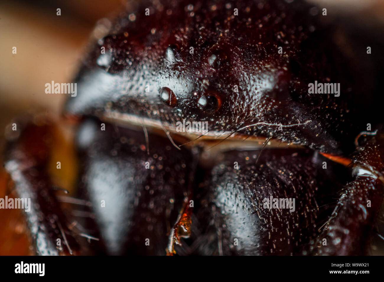 Spider face macro showing the eyes, Nephilingis (Nephilenhgys) Stock Photo