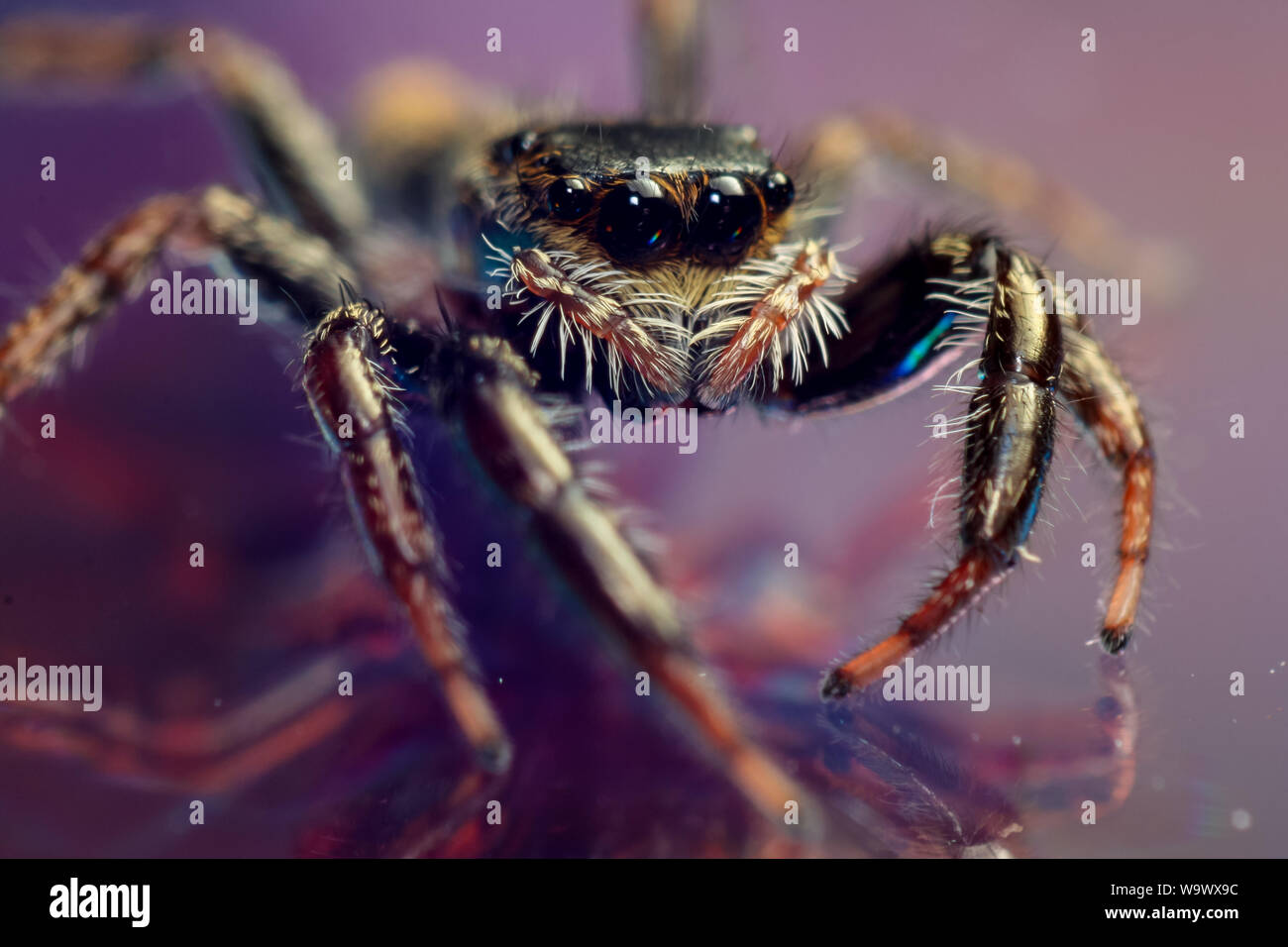 High magnification macro of a cute jumping spider with big eyes over a colorful reflective background, detailed spider close-up on a mirror Stock Photo