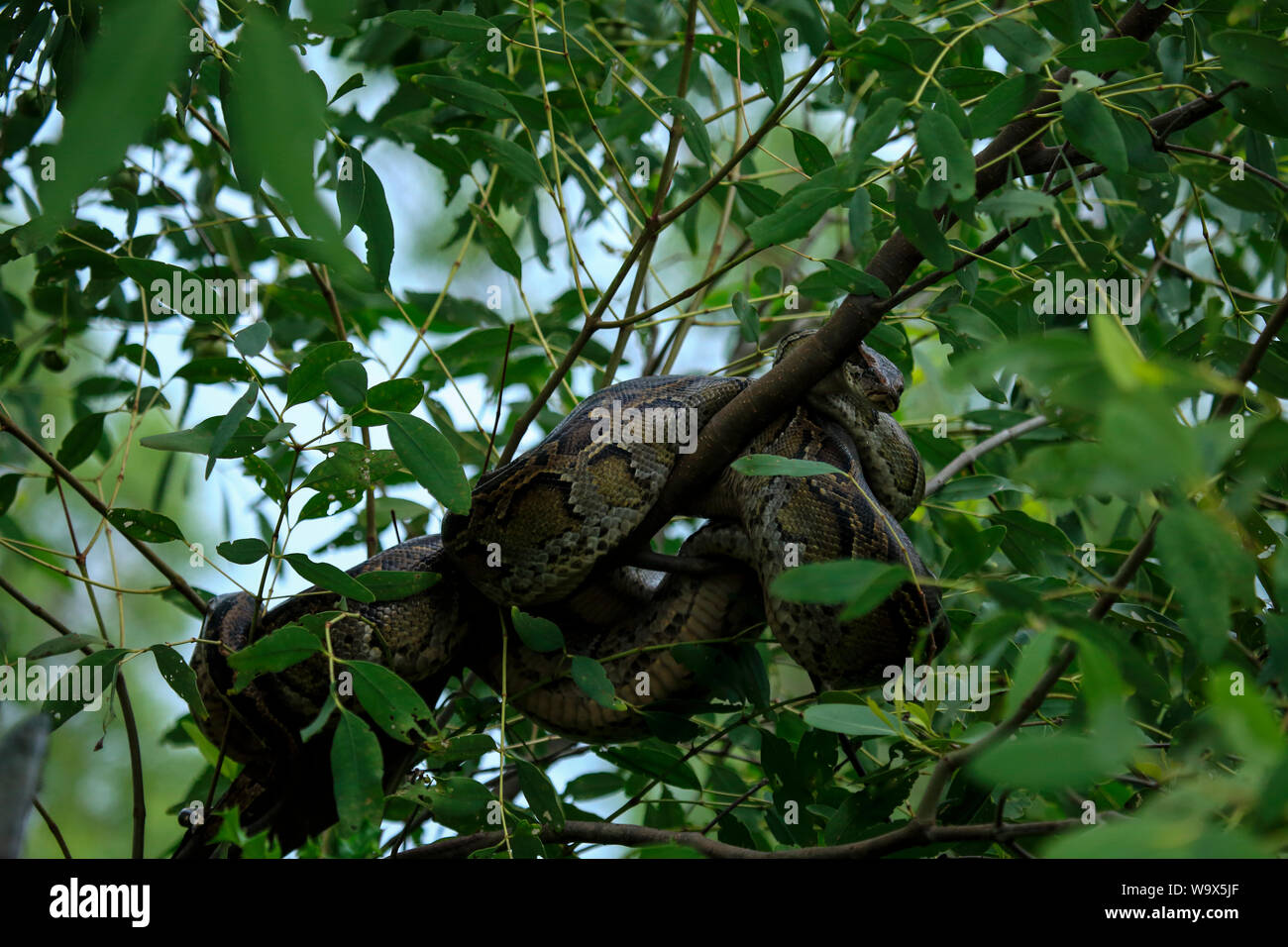 A Burmese Python inside the Sundarbans, the world's largest mangrove ...