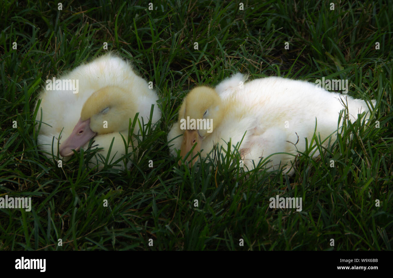 Two yellow fluffy baby ducks sleep in the grass Stock Photo Alamy
