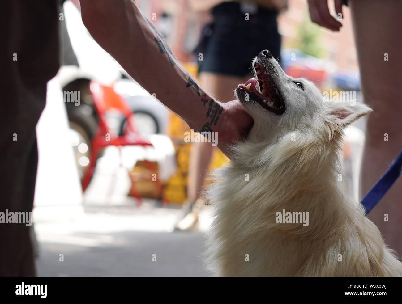 New York City, NY / USA - June 29, 2019: Adorable, adoptable dog looks up at a man expectantly as he gives head scratches Stock Photo