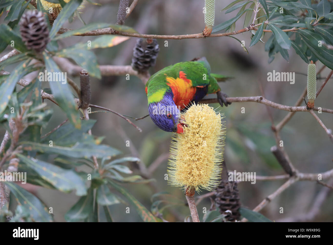 Rainbow Lorikeet, Queensland, Australia Stock Photo