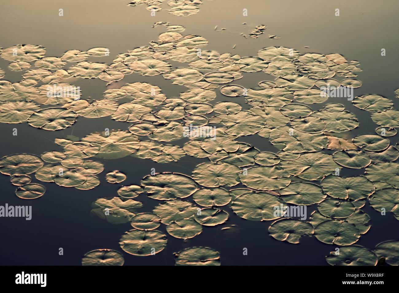 Waterlily leafs floating on a lake in the sunrise light Stock Photo