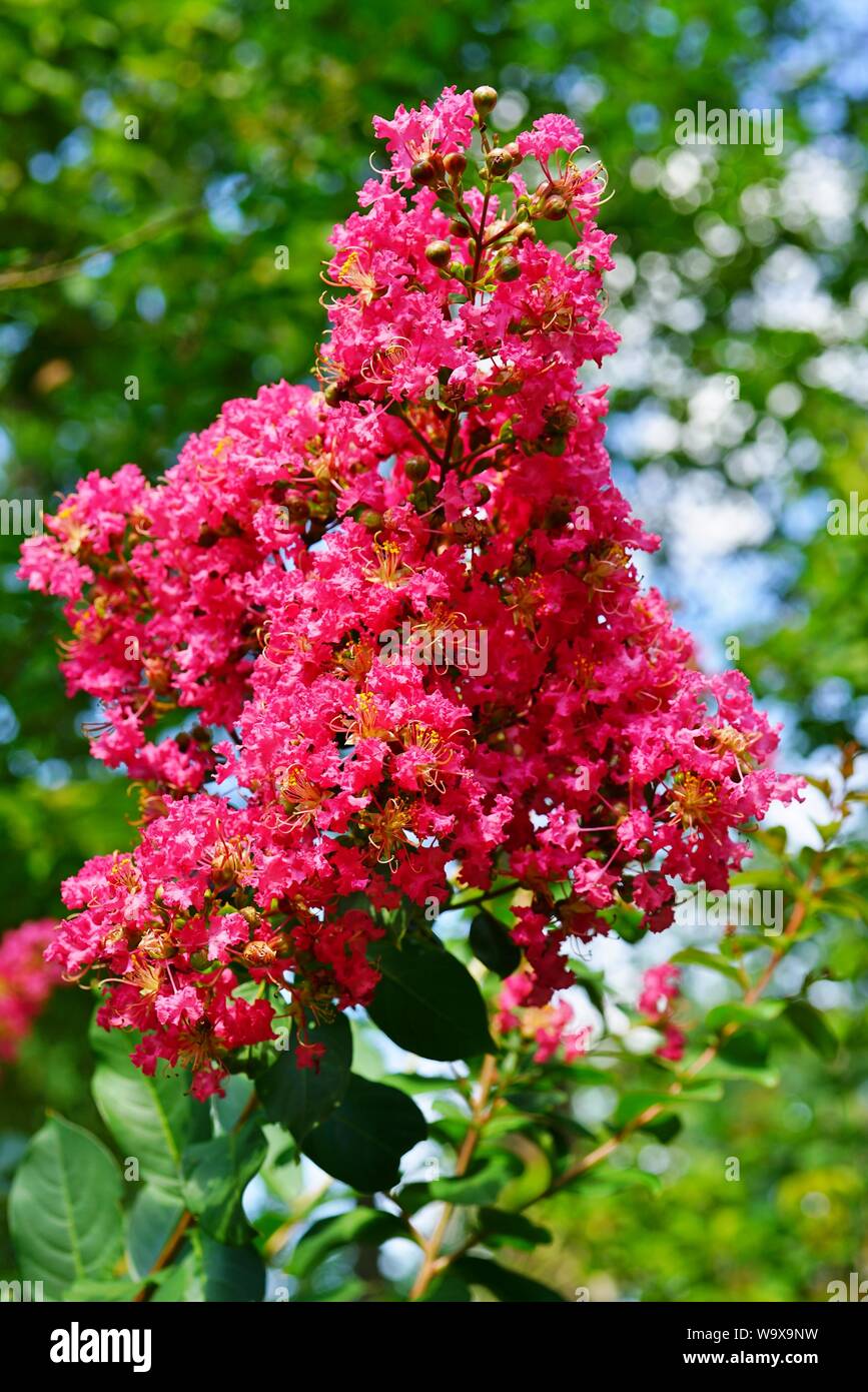 Pink flower clusters of a crape myrtle tree (lagerstroemia) in bloom in summer Stock Photo Alamy
