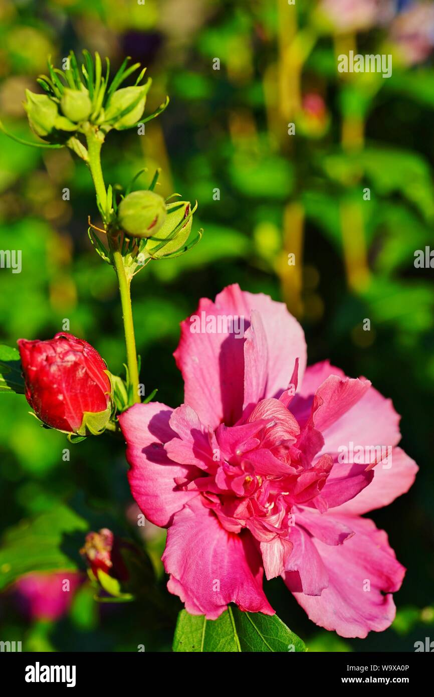 Pink Rose of Sharon hibiscus syriacus double ruffled flower in bloom ...